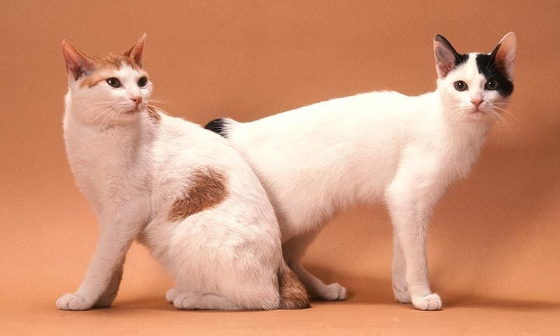 japanese bobtail