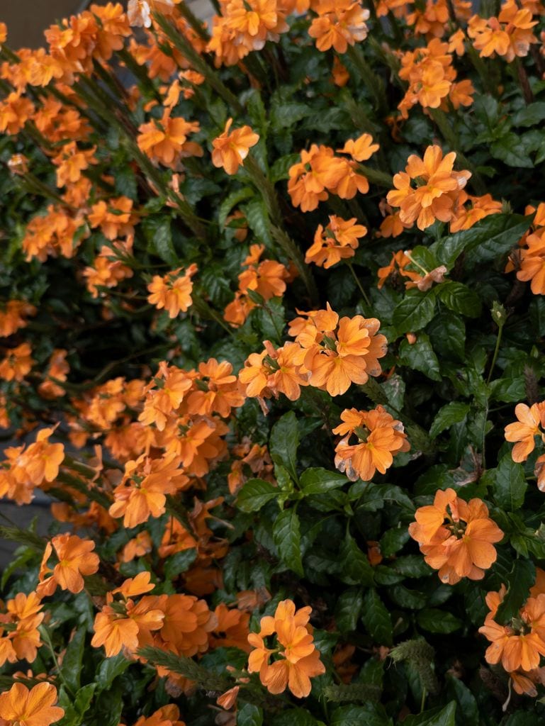 Crossandra