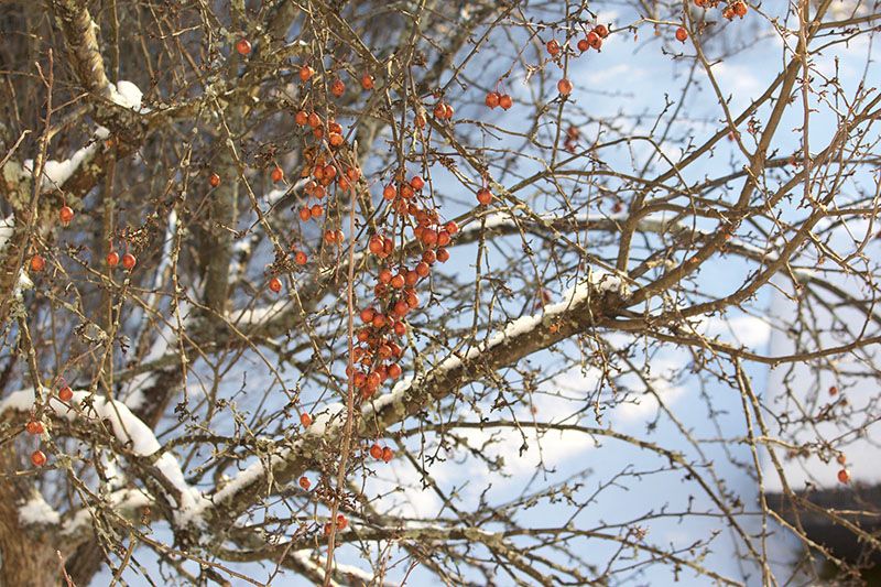 arboles frutales invierno 5