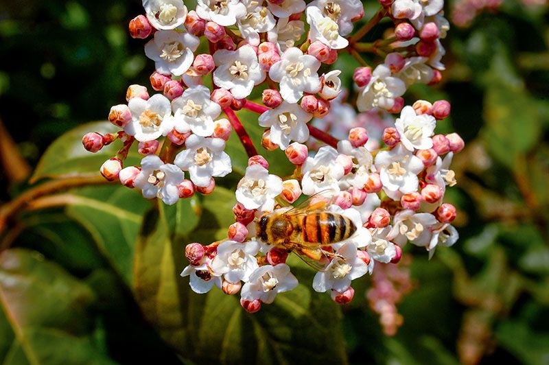 cultivar durillo 8