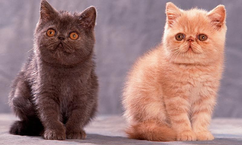 exotic shorthair