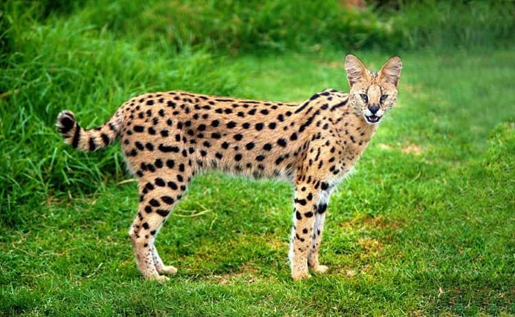 Un serval en estado de alerta