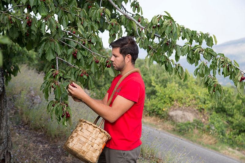 Las picotas del Jerte, la fruta del verano ya está aquí