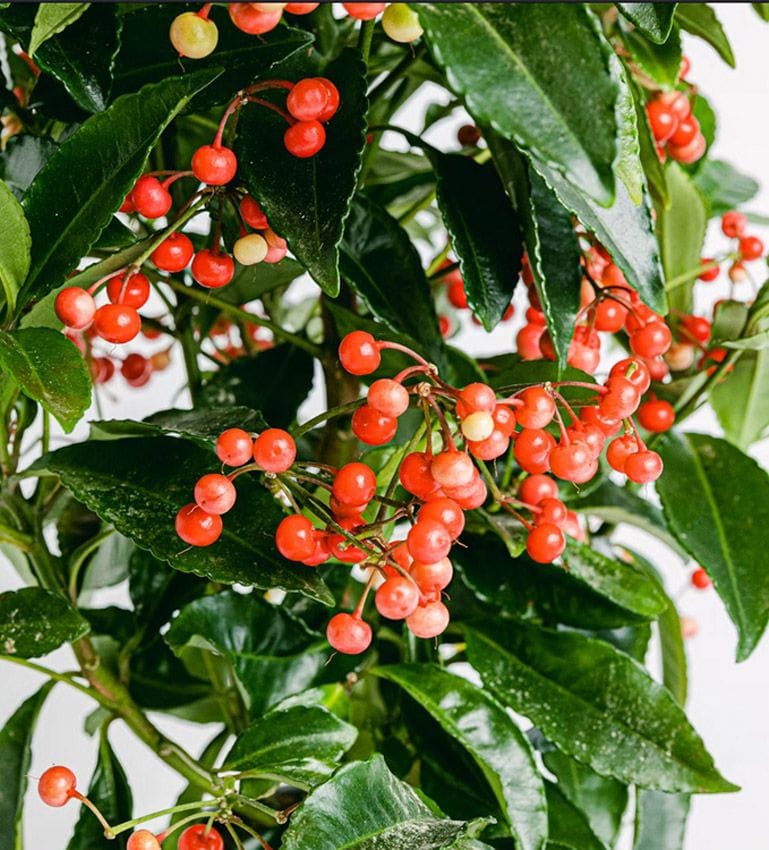 Ardisia crenata cuidados arbusto baya Navidad hola decoracion 08