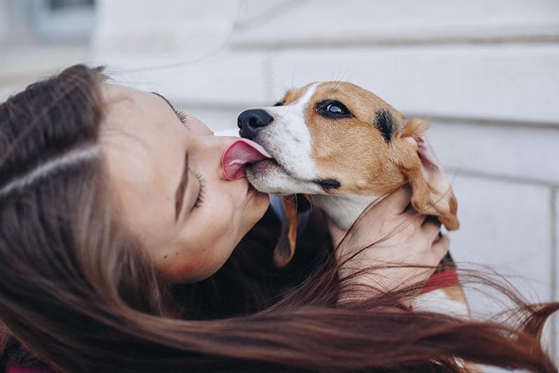 Beagle AdobeStock_205893463