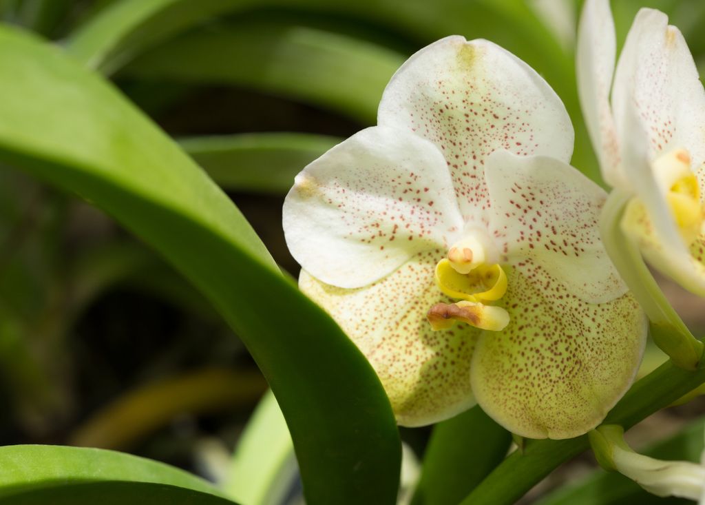 Orquídea Vanda de color amarillo