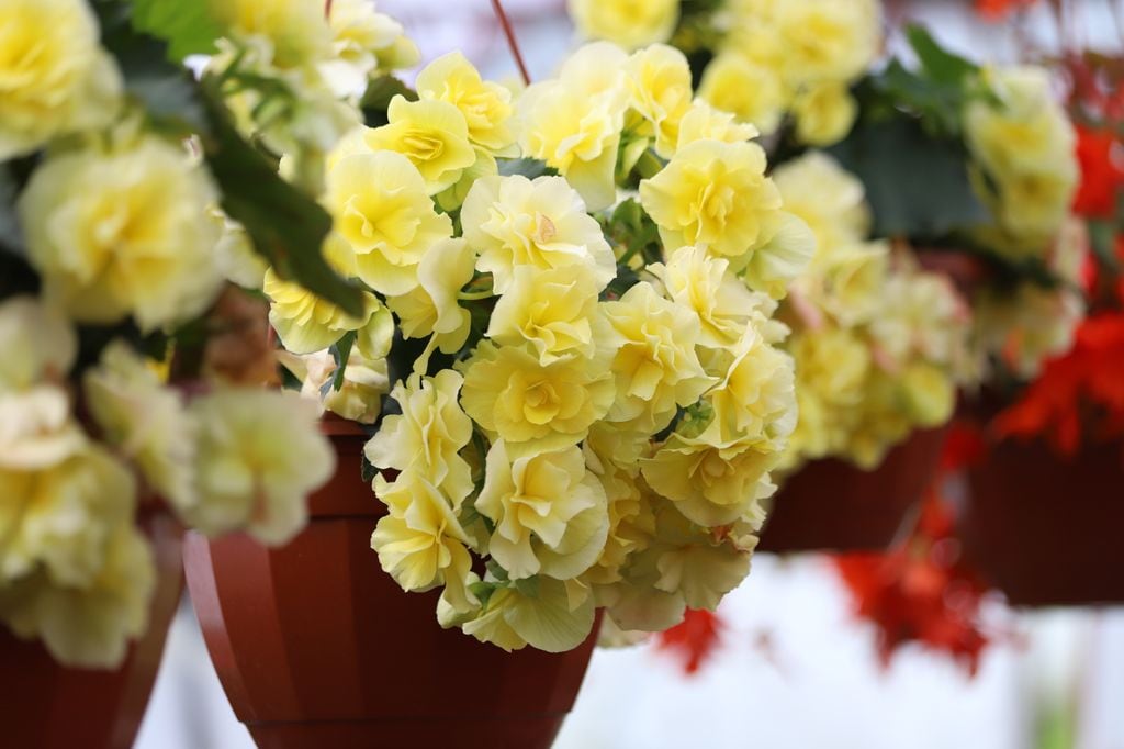 Planta de interior con flores amarillas