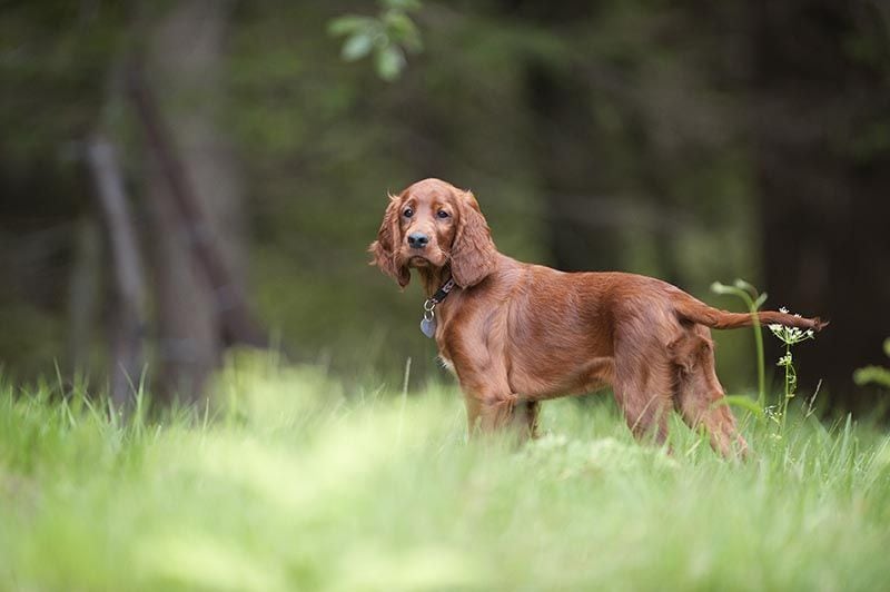 Setter Irlandés AdobeStock_132967792