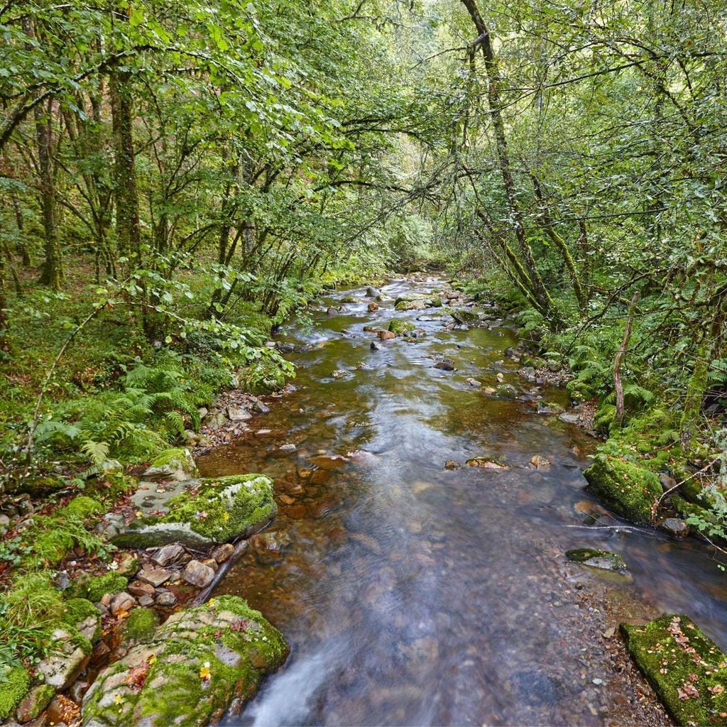 bosque de muniellos asturias 