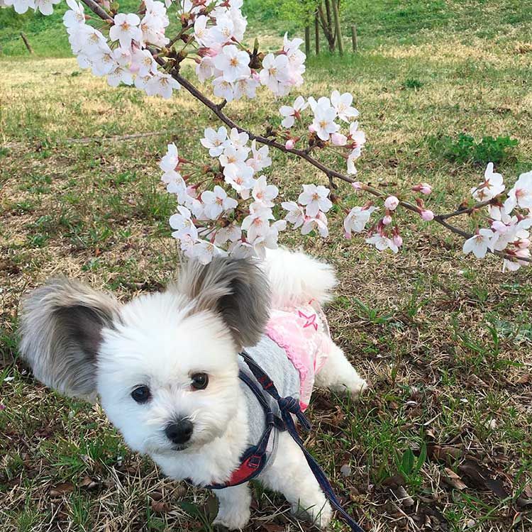 Goma saluda a la primavera