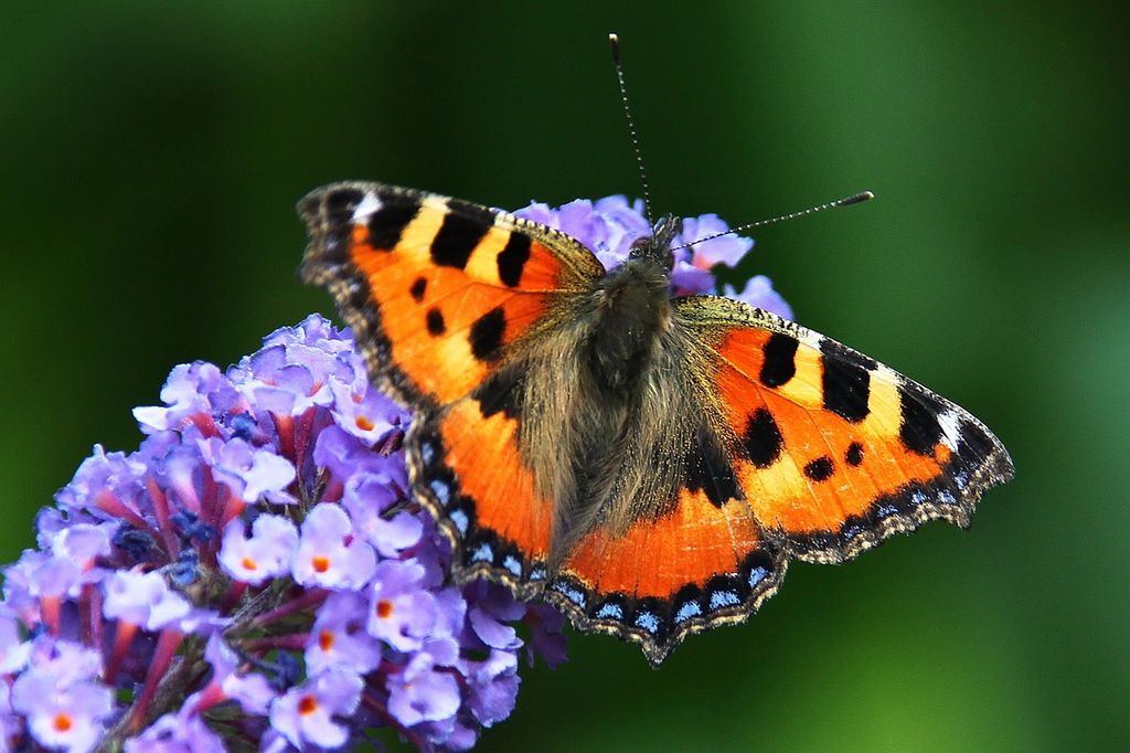 Buddleia davidii 