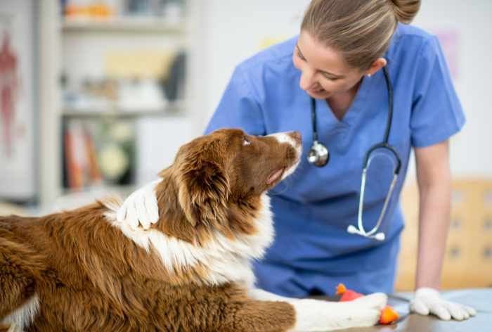 perro en el veterinario