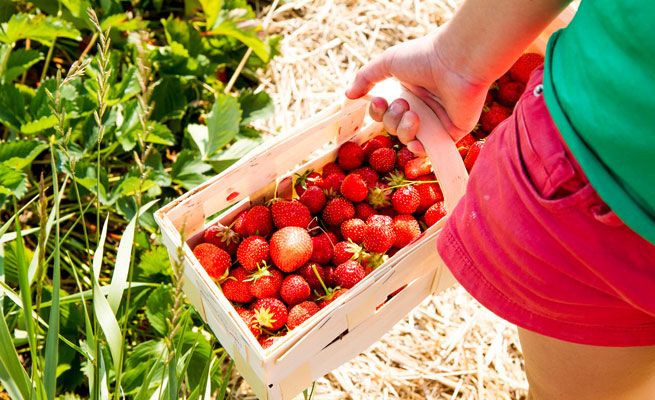 fresas alimentomes 