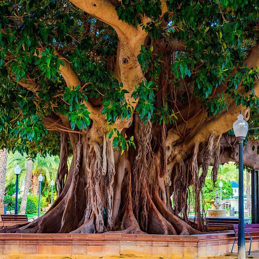 alicante parque canalejas