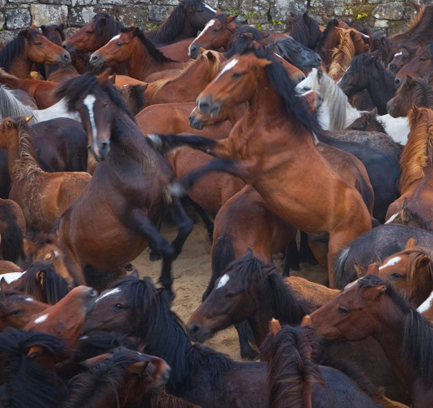 Rapa das Bestas, Sabucedo, Pontevedra