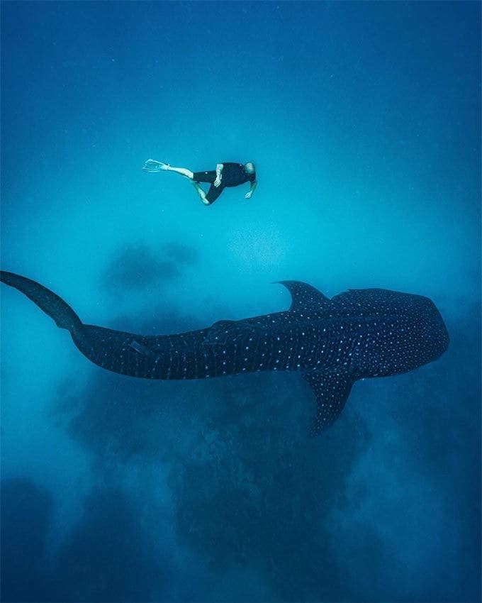 Jorge Ventosa buceando con un tiburón ballena en Maldivas