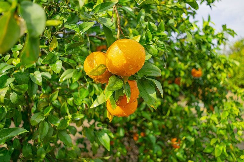 jardin estilo andalusi 6