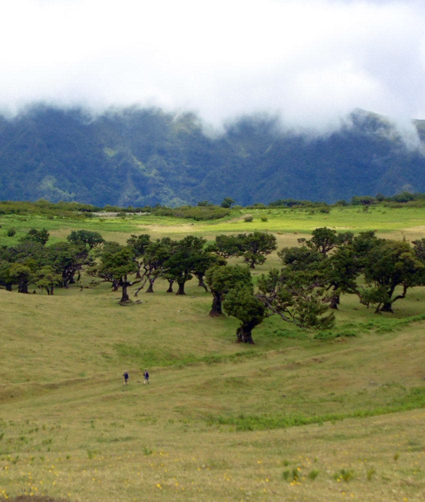 fanal area madeira