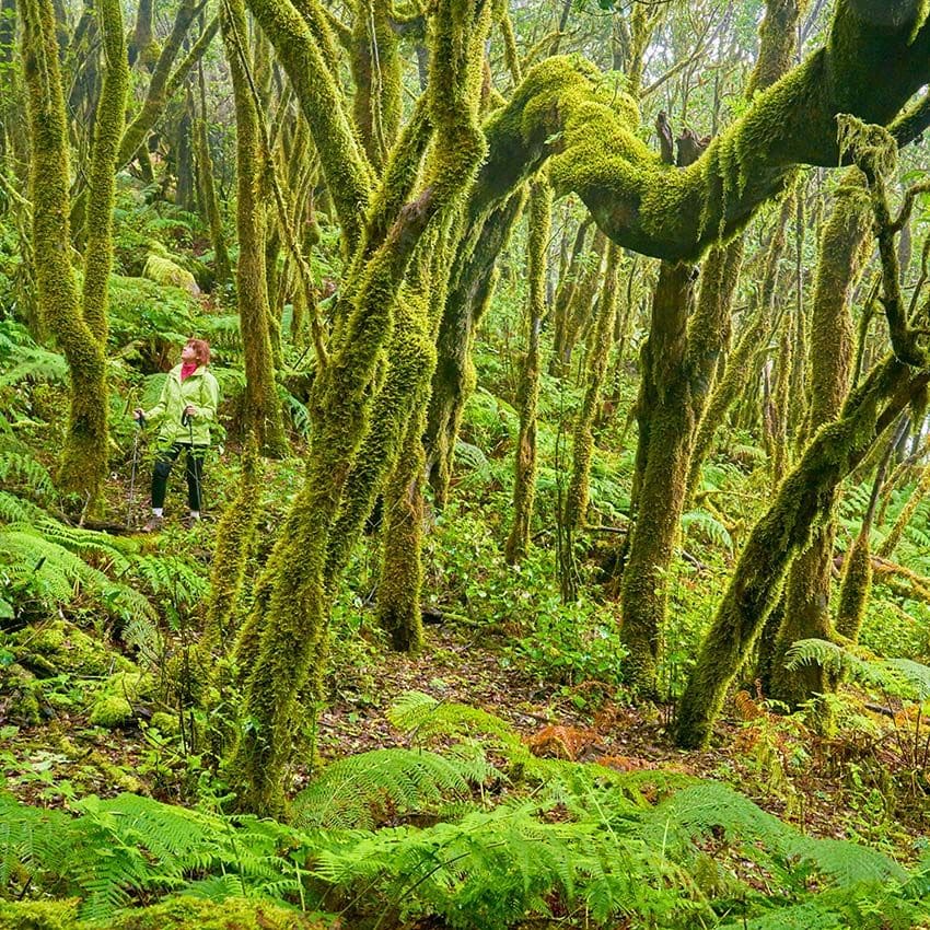 Bosque de laurisilva, Parque Nacional de Garajonay, La Gomera, Canarias