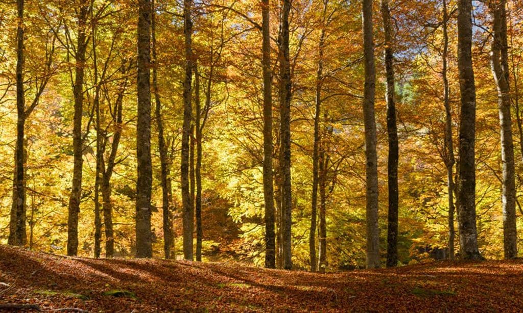 bosque de gamueta de ans huesca 