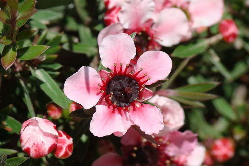 cultivo leptospermum 8