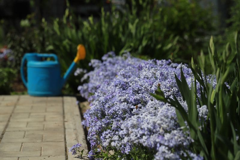 planta agerato damasquino ageratum hola decoracion 06