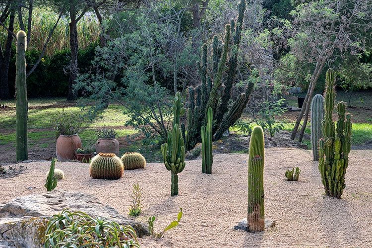 Un jardín sostenible con suculentas adaptadas al terreno