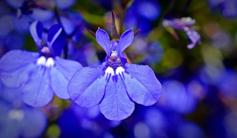 cuidados lobelia 03a