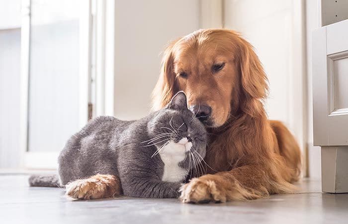 Convivencia perro y gato en casa