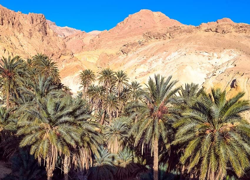 Palmeral en la isla tunecina de Djerba