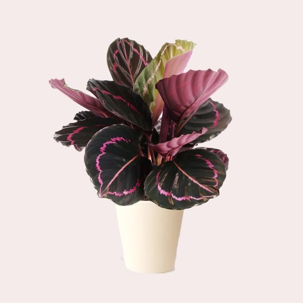 calathea