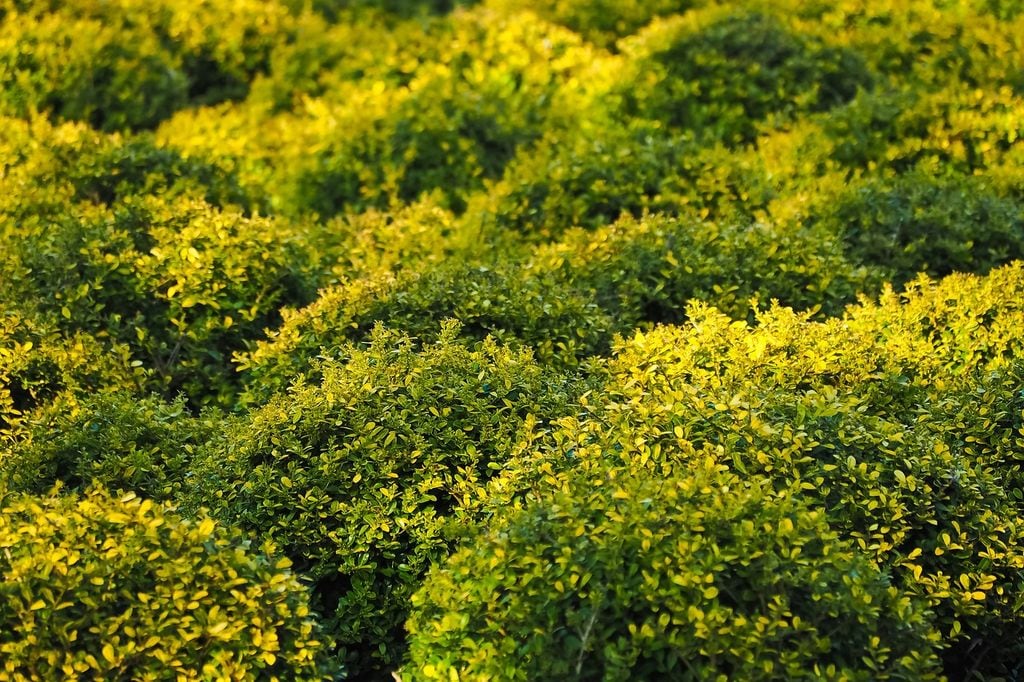 Boj (Buxus sempervirens)