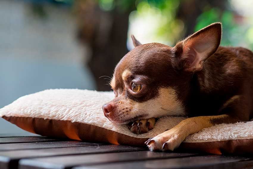 04 razas de perro mejores para vivir solo