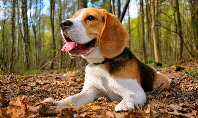 beagle