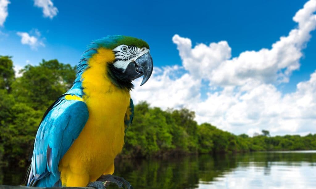 guacamayo azul y amarillo en la naturaleza de la amazonia amazonia central brasil 