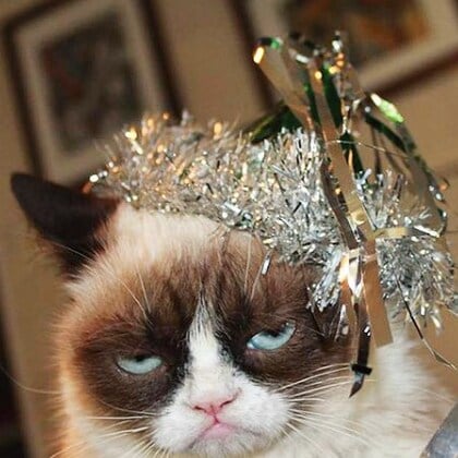 Real Grumpy Cat se hizo viral por sus caras de enfado