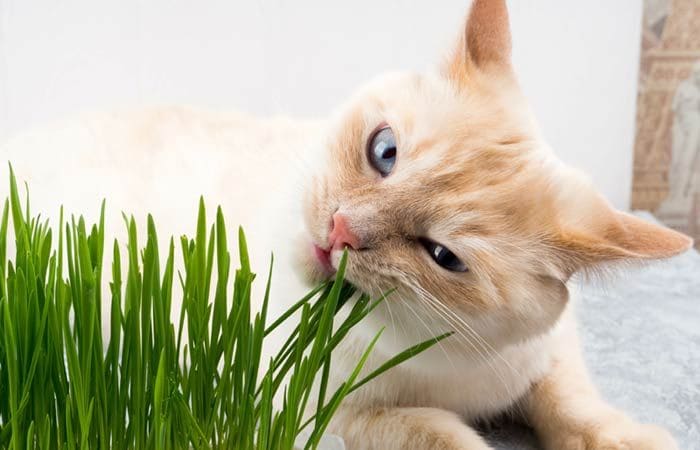 Gato comiendo hierba