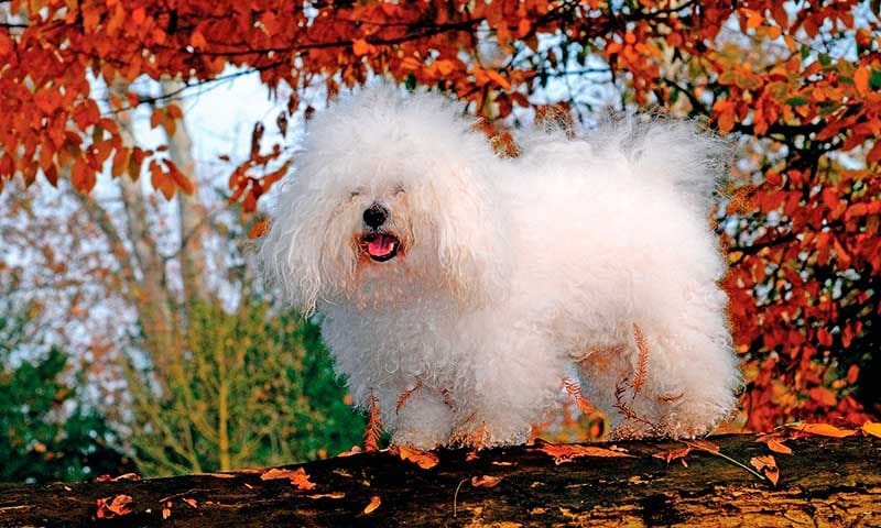 bichon bolognese