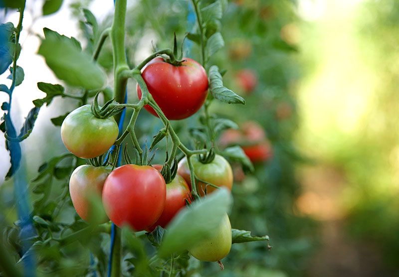 cultivar plantas tomateras 1