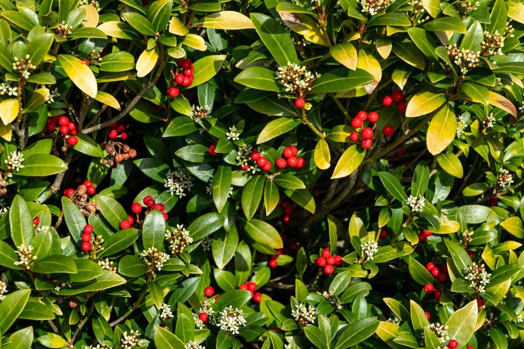 Skimmia japonica