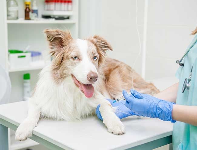 Pros y contras de castrar o esterilizar a tus mascotas 