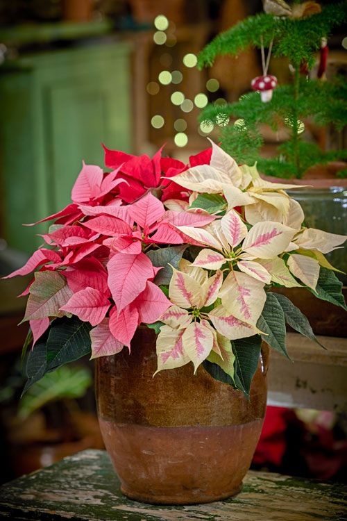 Poinsettias de colores en una maceta de barro