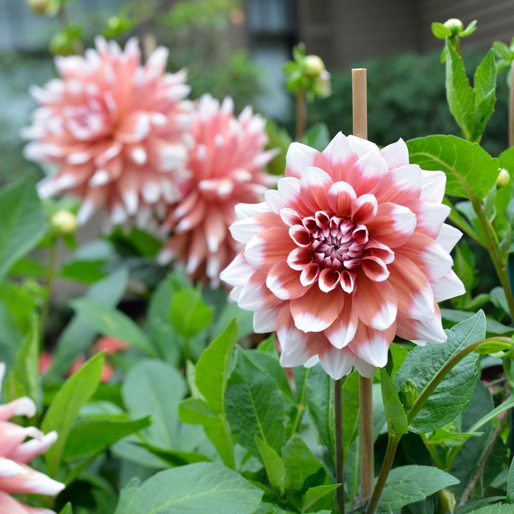 dahlia