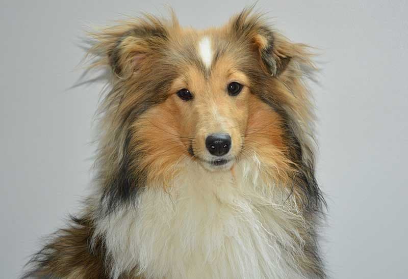 Pastor Shetland dog 3267004_1920 pixabay