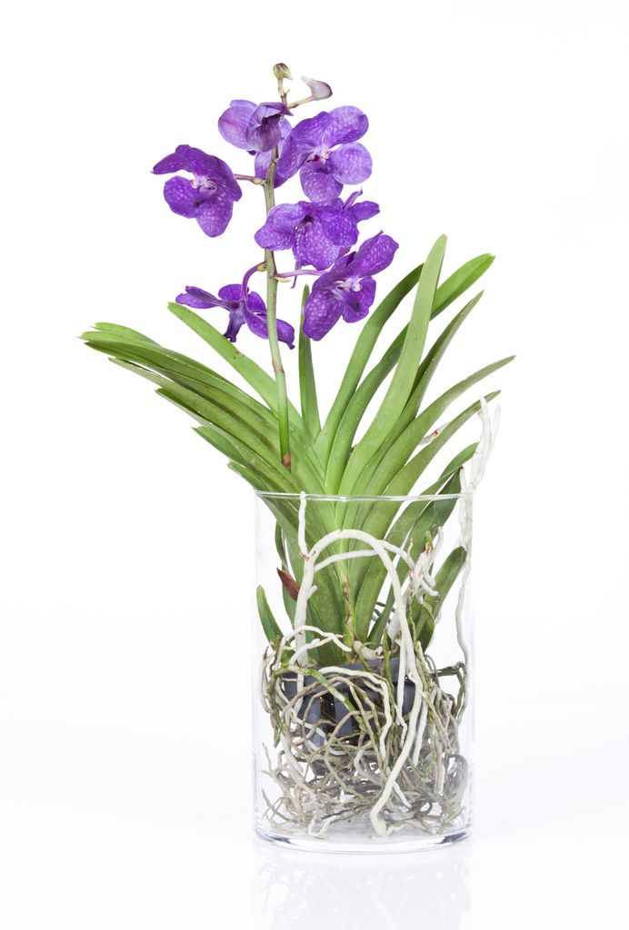 Orquídea Vanda morada en maceta transparente