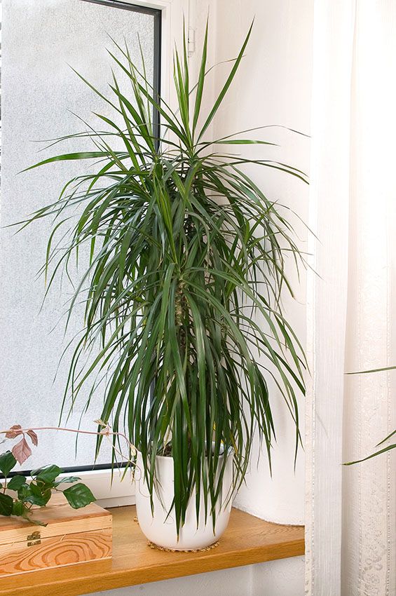 cultivar dracena 8