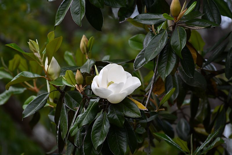 cuidados magnolio 05a