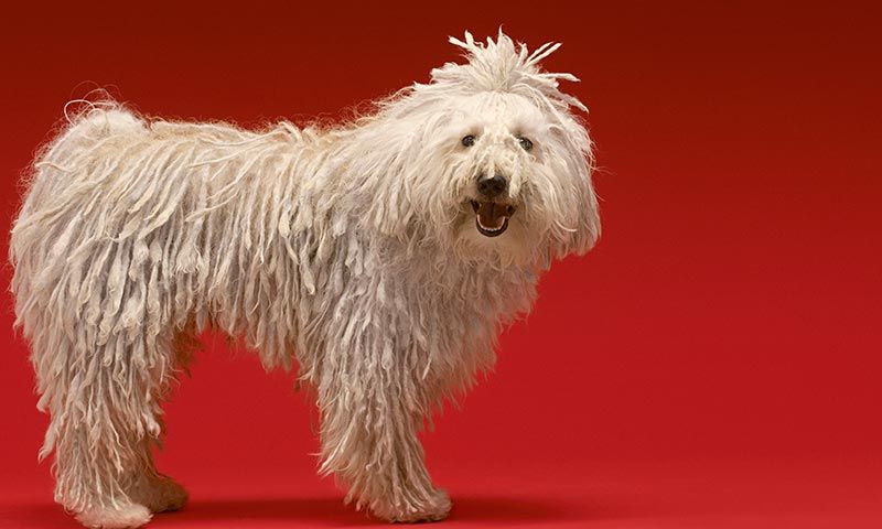 komondor