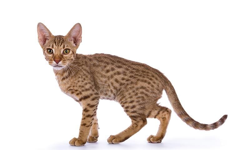 ocicat