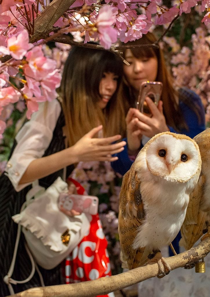 Owl Café, Tokio